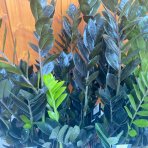 Zamiokulkas (Zamioculcas zamifolia) ´RAVEN´ - výška 50-60 cm, kont. C2L
